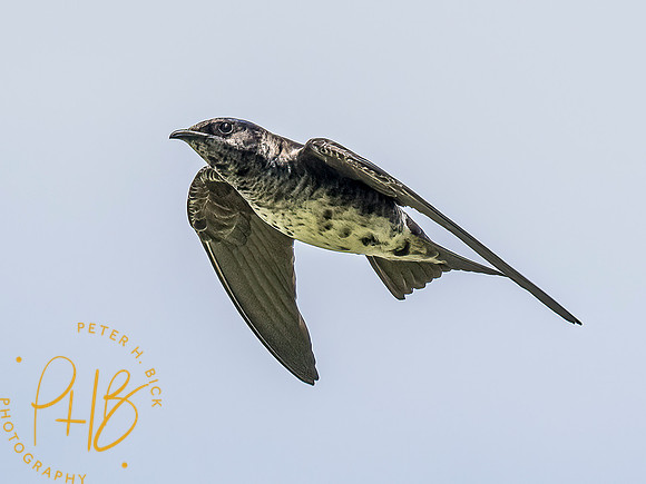 -Indiana Birds and Wildlife 2022 5394-Edit-Edit