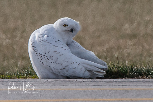 Snowy Owl 2014 0247