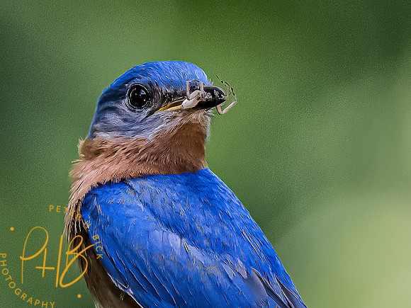 -Indiana Birds and Wildlife 2022 6698-Edit-Edit