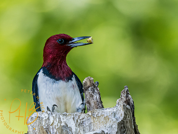 -Indiana Birds and Wildlife 2022 7206-Edit-Edit