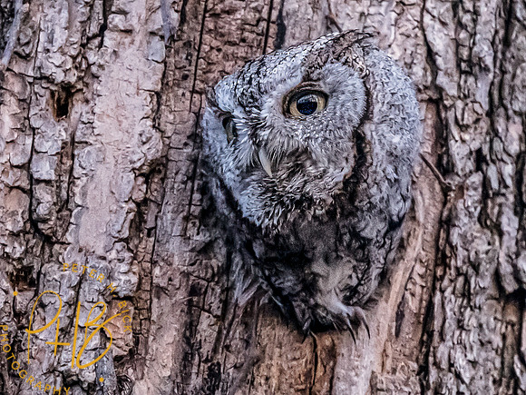 -Indiana Birds and Wildlife 2022 2956-Edit-Edit