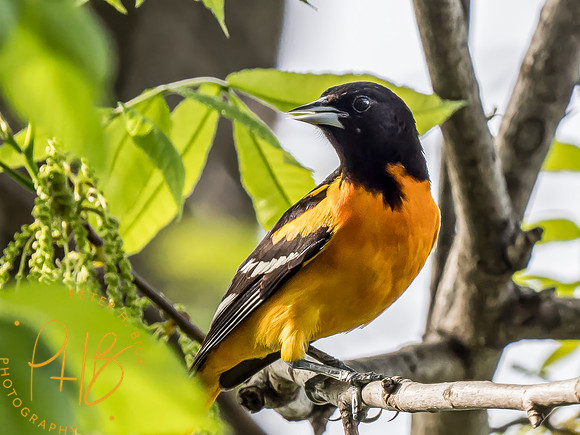 Indiana Birds and Wildlife 2024 5849-Edit