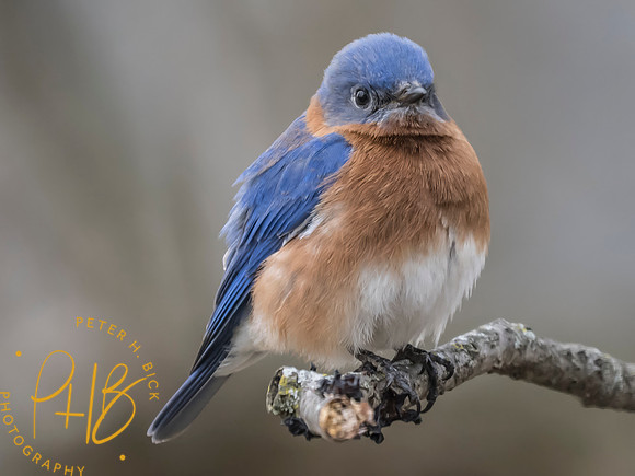 Indiana Birds and Wildlife 2025 2920-Edit