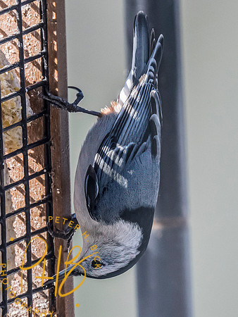 Indiana Birds and Wildlife 2024 1517-Edit