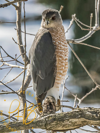 Indiana Birds and Wildlife 2025 1511-Edit-topaz-focus