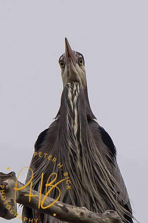 Indy Heron Rookery 2014 0045