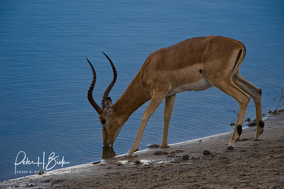 Africa 08 4989