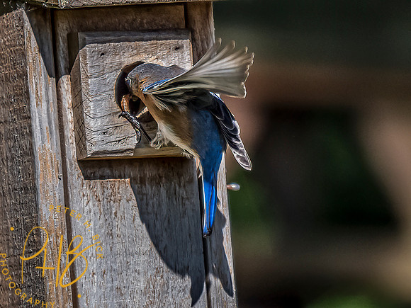 -Indiana Birds and Wildlife 2022 6598-Edit-Edit