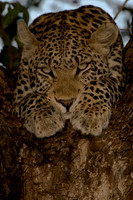 0059Africa 08 9337