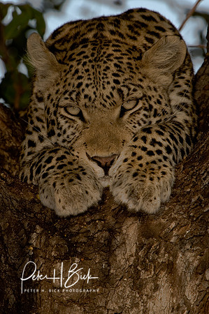 0059Africa 08 9337