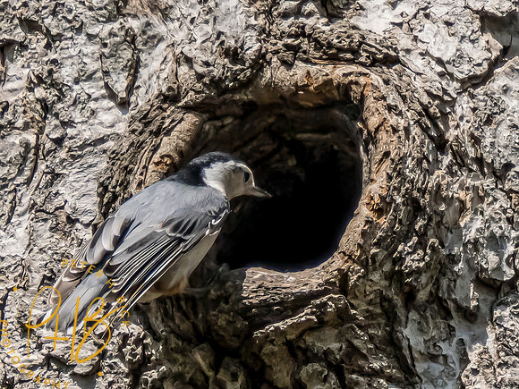 Indiana Birds and Wildlife 2024 5228-Edit