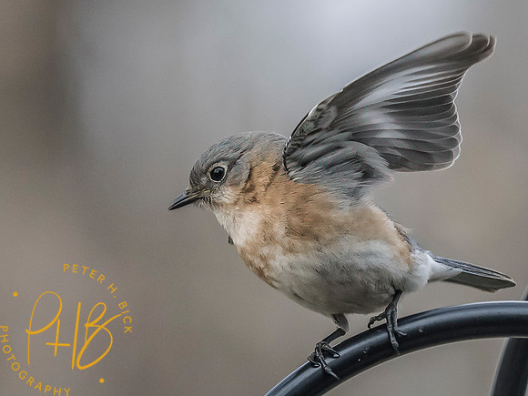 Indiana Birds and Wildlife 2025 2734-Edit