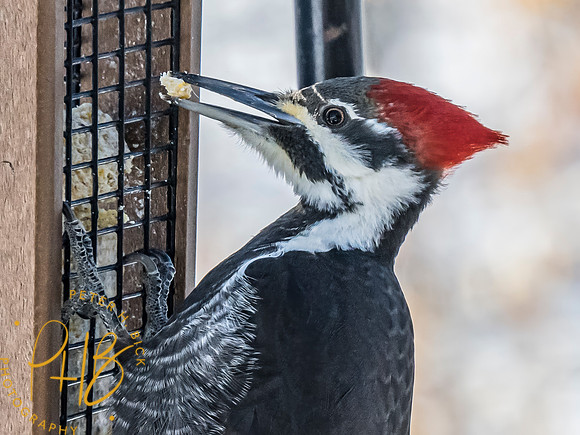 Indiana Birds and Wildlife 2024 1501-Edit