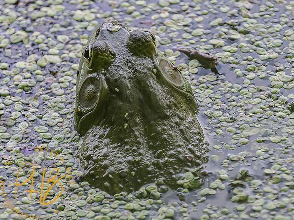 -Indiana Birds and Wildlife 2022 5778-Edit-Edit