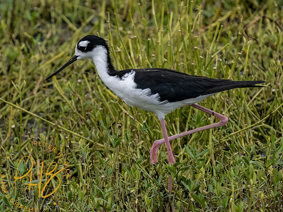Florida 8-2023 0090-Edit
