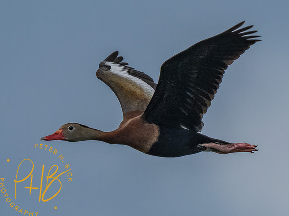 Florida 8-2023 0153-Edit
