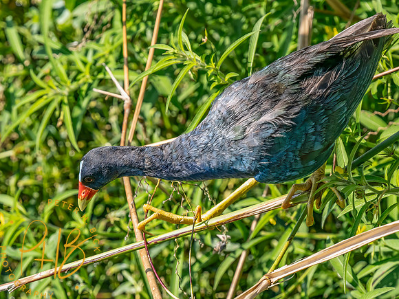 Florida 8-2023 0305-Edit