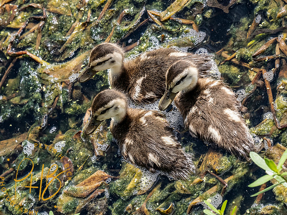 Florida 8-2023 0405-Edit