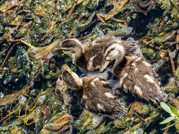 Florida 8-2023 0407-Edit