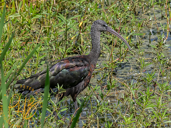 Florida 8-2023 0416-Edit