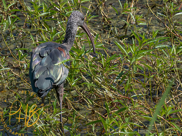 Florida 8-2023 0422-Edit
