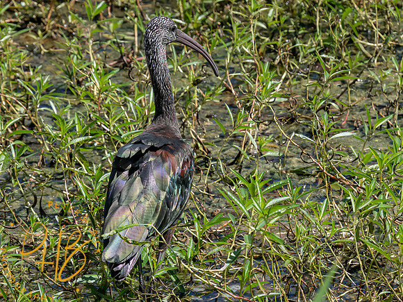Florida 8-2023 0425-Edit