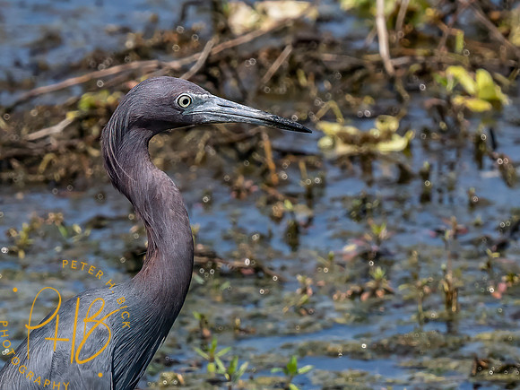 Florida 8-2023 0466-Edit