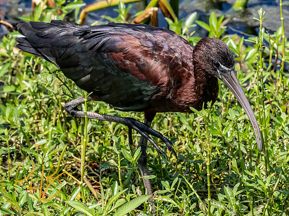 Florida 8-2023 0468-Edit