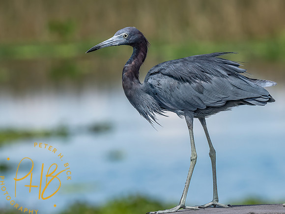 Florida 8-2023 0487-Edit