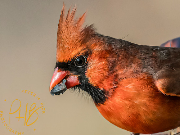 Indiana Birds and Wildlife 2024 1065-Edit