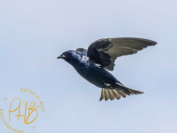 -Indiana Birds and Wildlife 2022 5395-Edit-Edit
