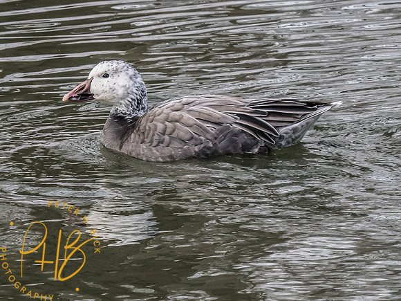 Indiana Birds and Wildlife 2024 0275-Edit