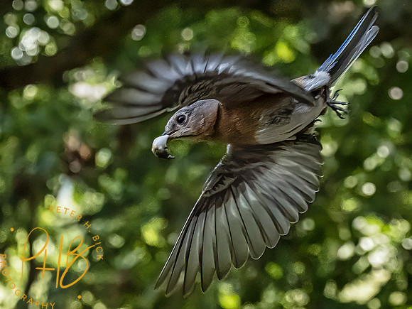 -Indiana Birds 2020 13097-Edit-Edit