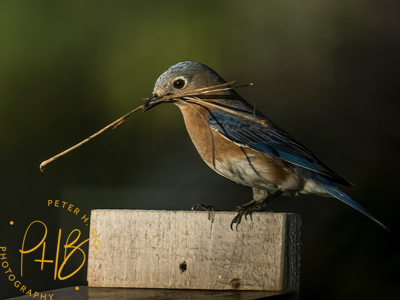 -Indiana Birds and Wildlife 2021 5295-Edit