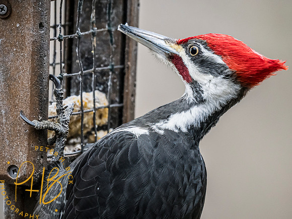Indiana Birds and Wildlife 2024 0947-Edit