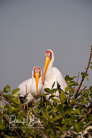 Africa 08 10741
