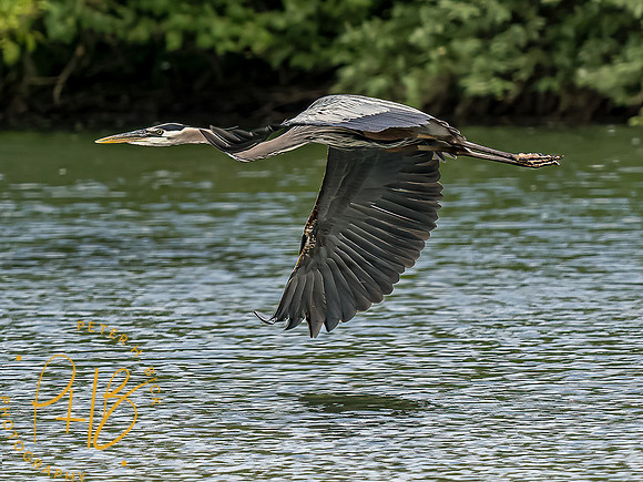 -Indiana Birds and Wildlife 2022 5615-Edit-Edit