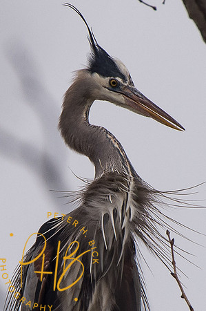 Indy Heron Rookery 2014 0058