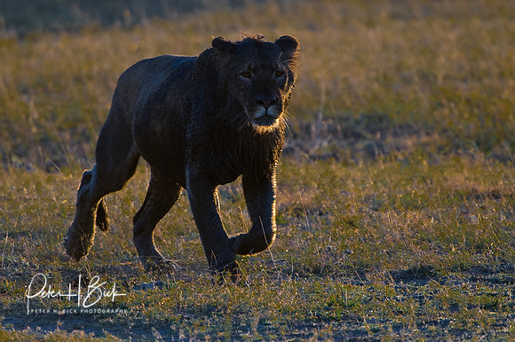 Africa 08 4035