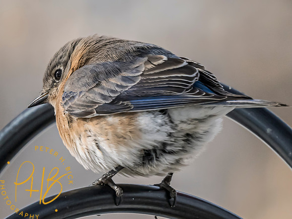 Indiana Birds and Wildlife 2025 1457-Edit