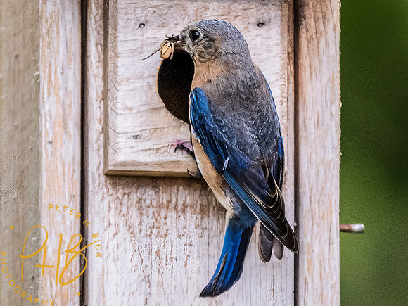 -Indiana Birds and Wildlife 2022 7149-Edit-Edit