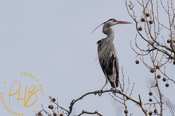 Indy Heron Rookery 2014 0036