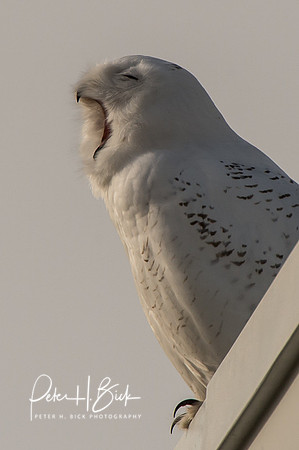 Snowy Owl 2014 0290