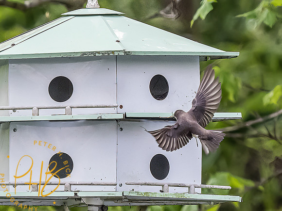 -Indiana Birds and Wildlife 2022 4542-Edit-Edit