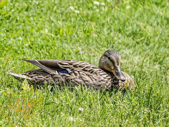 Indiana Birds and Wildlife 2024 6082-Edit