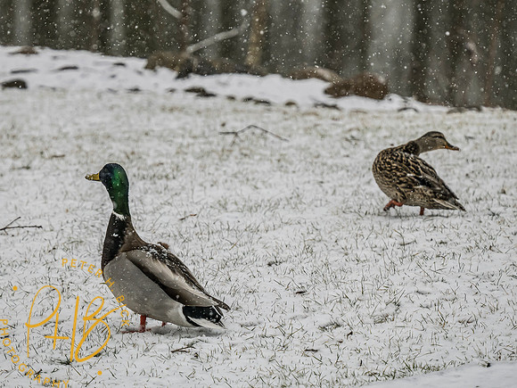 Indiana Birds and Wildlife 2024 1409-Edit