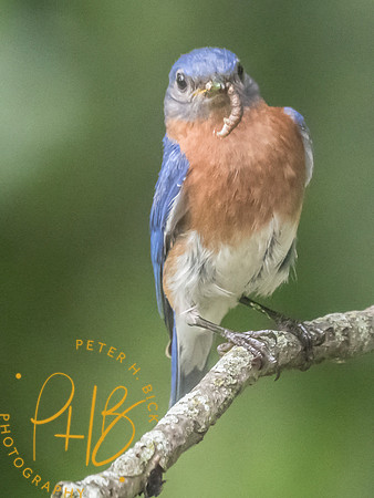 Indiana Birds and Wildlife 2025 8249-Edit
