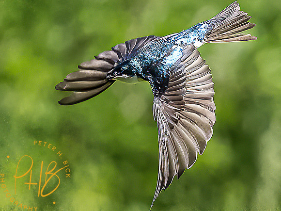 -Indiana Birds and Wildlife 2022 5356-Edit-Edit