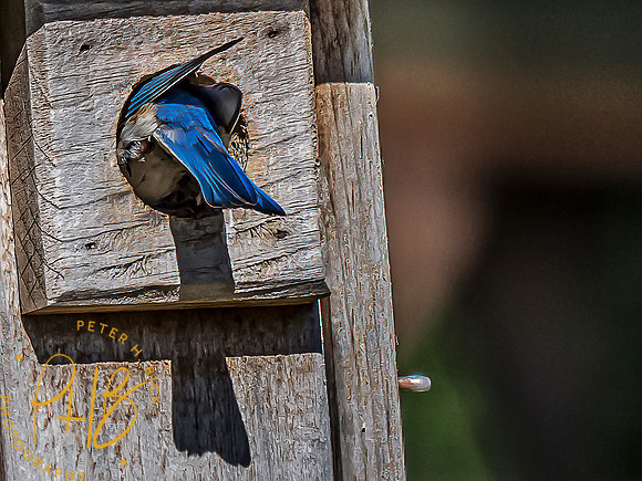 -Indiana Birds and Wildlife 2022 6610-Edit-Edit