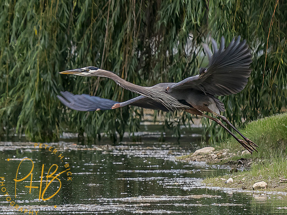 -Indiana Birds and Wildlife 2022 5605-Edit-Edit